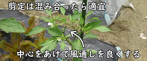 枝葉が混み合ったら剪定する