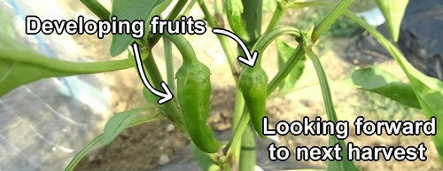 The growing sweet green pepper fruits ahead