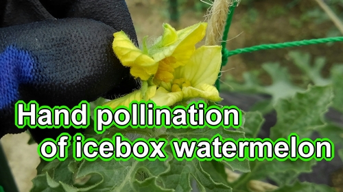 Hand pollination of icebox watermelon