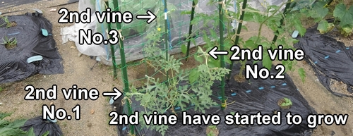The 2nd vine have started to grow