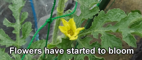 The flowers of icebox watermelons