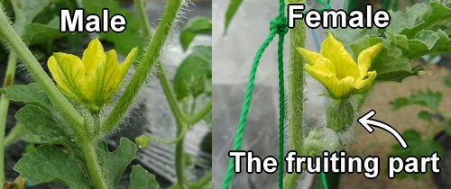 The male and female flowers of icebox watermelons