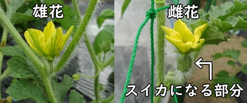 小玉スイカの育て方 人工受粉 有機栽培でおいしい野菜作り