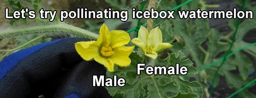 Hand pollination of icebox watermelon