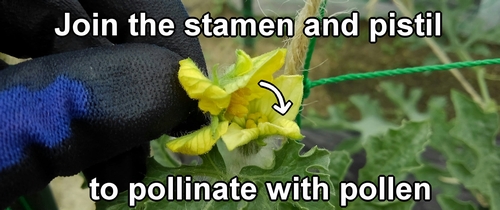 Just touch the stamen to the pistil and gently rub them together
