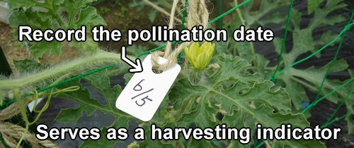 Write down the date of pollination