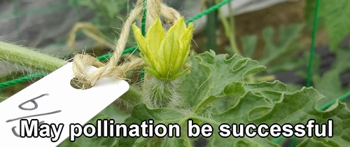 May the icebox watermelons be successfully pollinated