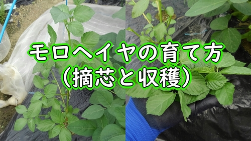 モロヘイヤの育て方 摘芯と収穫 有機栽培でおいしい野菜作り