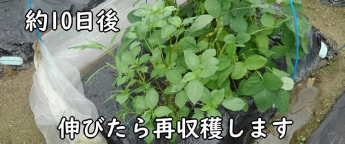 モロヘイヤの脇芽が伸びてきたら、また収穫しましょう