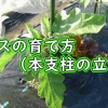 白ナスの育て方（地植えのナスの支柱の立て方。仮の支柱から太い支柱への立て替え。）