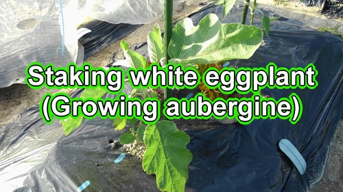 How to stake for white eggplants