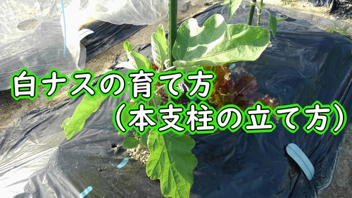 白ナスの育て方 本支柱の立て方 有機栽培でおいしい野菜作り