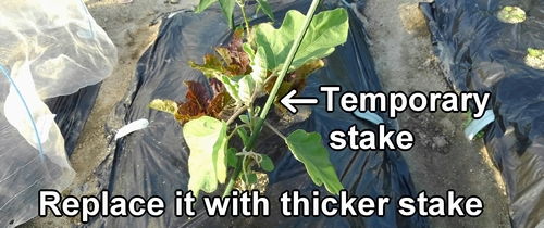 The temporary stake set up beside the white eggplants