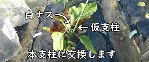 ナスの横に立てた仮の支柱