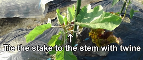 Tie the stake to the stem with twine