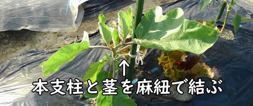 ナスの茎を麻紐で誘引する