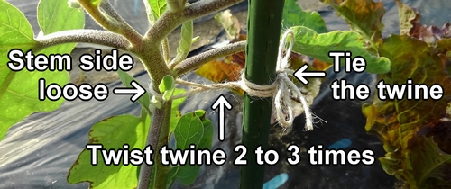 How to tie the branches of white eggplants