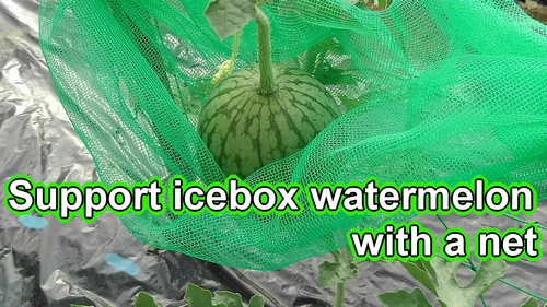 Putting up a net for the vertically grown icebox watermelons