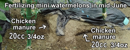 Fertilized icebox watermelons with chicken manure