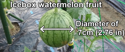 The vertically cultivated icebox watermelons have grown to a diameter of about 7cm (2.76 inch)