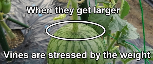 When watermelons get larger, the vines are stressed by the weight