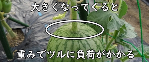 大きくなってくると、重みでツルに負荷がかかる