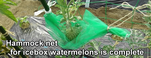 The hammock-style net for icebox watermelons is complete