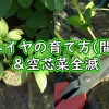 モロヘイヤの育て方（種まきから約3週間後の間引き）＆空芯菜全滅