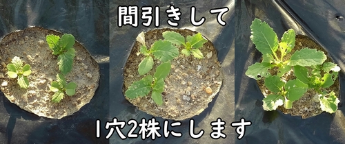 間引きして1穴2株にする