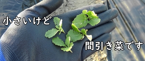 カブの間引き菜