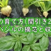 カブの育て方（間引き2回目）＆バジルの摘芯と収穫