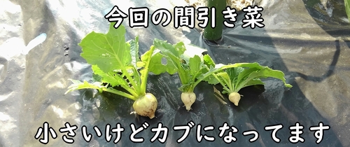 カブの間引き菜