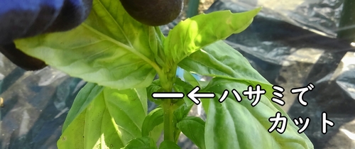 摘芯して脇芽の発生を促す