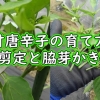 Japanese sweet pepper plant care (Pruning and remove the suckers)：Tips for grow