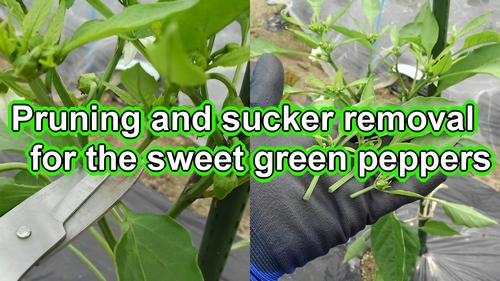 Pruning and sucker removal for the sweet green peppers
