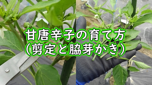 甘唐辛子の剪定と脇芽かき