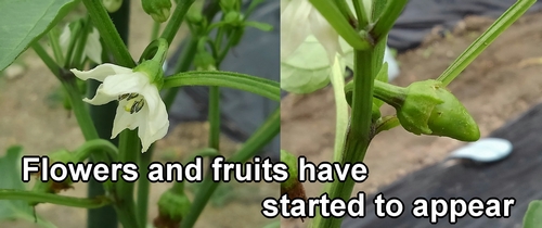 Flowers and fruits of sweet green peppers