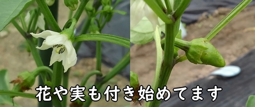 甘唐辛子の花と実