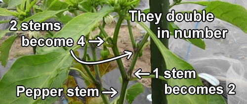 The way the branches of sweet green peppers increase