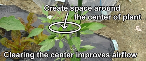 Pruning is done to create space around the center of the plant