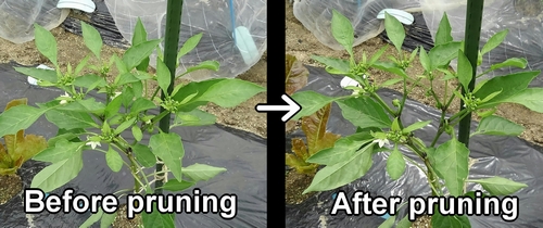 Before and after pruning sweet green peppers