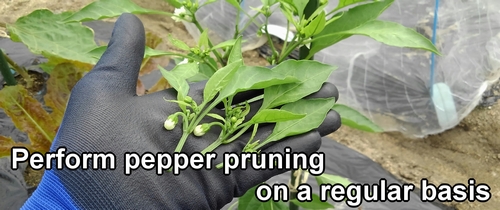 Perform sweet green pepper pruning on a regular basis