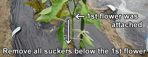 Remove all suckers below the first flower