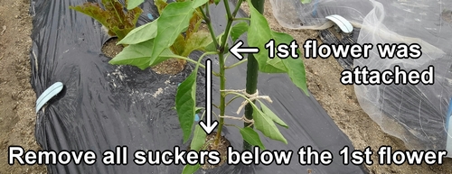 Remove all suckers below the first flower