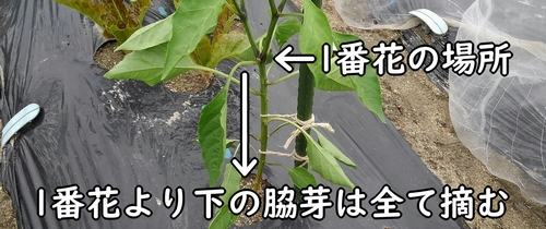 1番花より下の脇芽は全て摘む