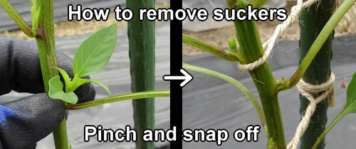 The method of removing suckers