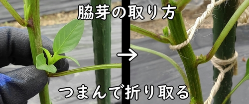 脇芽の摘み方