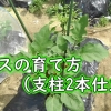 Staking white eggplant in ground (Double stakes)：Growing aubergines