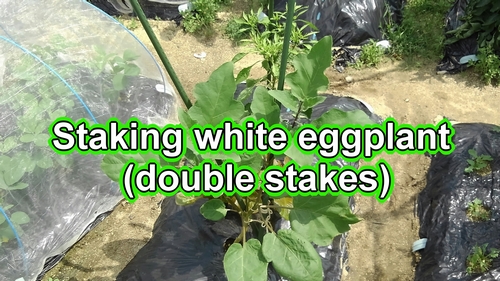 Staking white eggplant (double stakes)