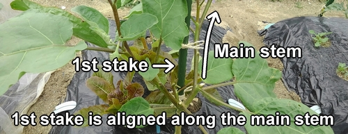 The first stake is aligned along the main stem of the eggplant